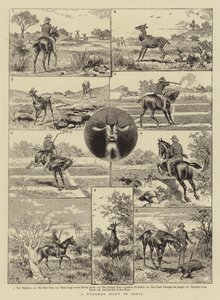 A Nylghau Hunt na Índia