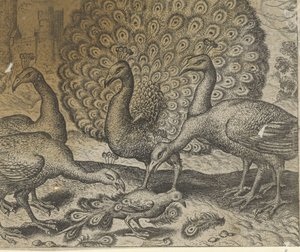 Fábula da pega com penas de pavão de Egidius  Sadeler (II)