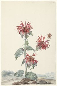 Uma bergamota vermelha em uma paisagem de Aert Schouman (signed by artist)