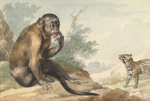 Um macaco sentado em uma rocha olhando para uma civeta, 1764.