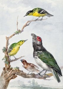 Quatro pássaros diferentes num ramo de Aert Schouman