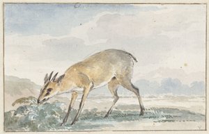 Galinha da Guiné ou Sylvicapra Grimmia de Aert Schouman