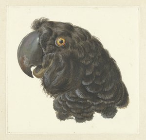 Cabeça de uma Cockatoo
Cabeça de um papagaio (título sobre o objecto) de Aert Schouman
