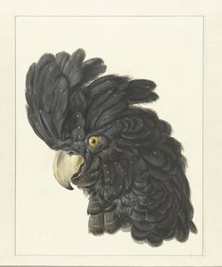 Cabeça de uma cacatua Cabeça de um papagaio (título no objeto)
