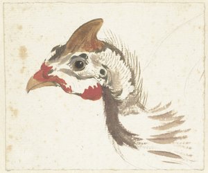 Cabeça de uma Guineafowl Helmeted de Aert Schouman