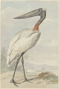 Jabiroe (Jabiroe mycteria) de Aert Schouman