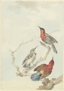 Três pássaros solares carmesim de Aert Schouman