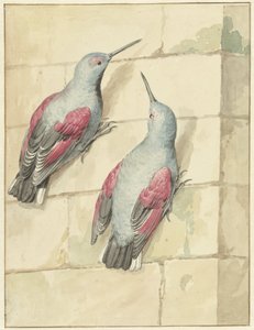 Duas trepadeiras, azuis e roxas, sobre uma parede de Aert Schouman
