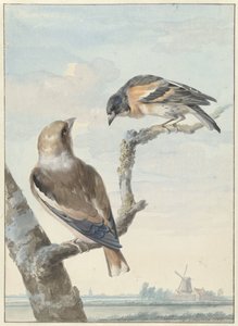 Dois pássaros: um fringilhão de maçã (Coccothraustes coccothraustes) e um tratador (Fringilla montifringilla) de Aert Schouman