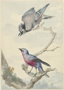 Dois pássaros: um gaio azul e um cotinga de peito roxo de Aert Schouman