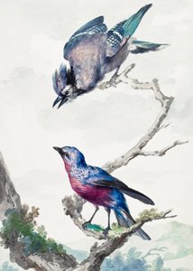 Dois pássaros: um gaio-azul e uma cotinga-de-peito-roxo