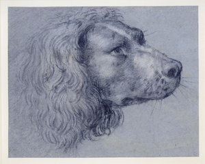 Estudo de cabeça de um spaniel de Agostino Carracci