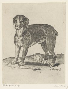 Cão de pé de Agostino Carracci