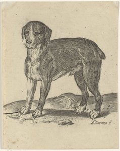 Cão de pé de Agostino Carracci