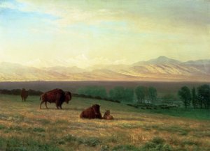 Búfalo nas planícies, c.1890 de Albert Bierstadt