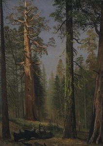 A Sequoia Gigante Grizzly, Mariposa Grove, Califórnia de Albert Bierstadt