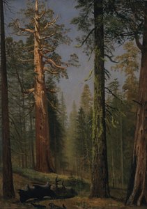 A Sequoia Gigante Grizzly, Mariposa Grove, Califórnia de Albert Bierstadt