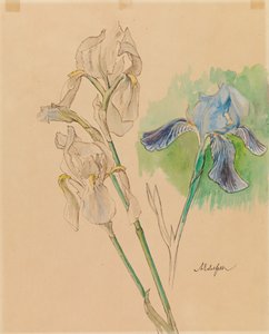 Íris de Albert Edelfelt