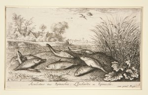 Aculeatus ou Spinachia. eu de Albert Flamen