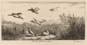 Alcedo, O Martim-pescador