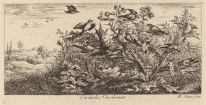 Carduelis, O Pintassilgo de Albert Flamen