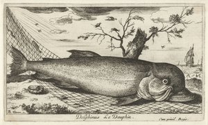 Golfinhos numa rede de pesca
Delphinus Le Dauphin (título sobre o objecto)
Peixes e outros animais marinhos - terceira série de água salgada (título da série)
Poissons de mer (título da série) de Albert Flamen