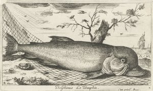 Golfinho em uma rede de pesca Delphinus Le Dauphin. (título no objeto) Peixes e outras criaturas marinhas - terceira série de água salgada (título da série) Poissons de mer (título da série) de Albert Flamen