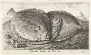 Três pintos na praia
Rhombus Laeuis La Barbuë (título sobre o objecto)
Peixes e outros animais marinhos - terceira série de água salgada (título da série)
Poissons de mer (título da série) de Albert Flamen