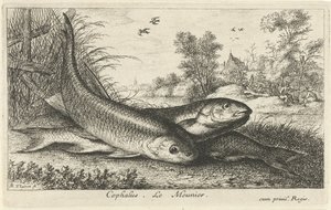 Três gorduchos na margem de um rio
Cephalus. Le Meunier. (título sobre o objecto)
Peixes e outros animais marinhos - primeira série de água doce (título da série)
Diverses Especes de Poissons d