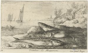Três cavalas na praia Scomber. Le Maquereau. (título no objeto) Peixes e outras criaturas marinhas - primeira série de água salgada (título da série) Diverse Especes de Poissons de mer (título da série) de Albert Flamen
