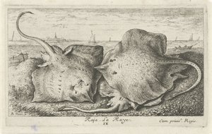 Três raios na praia
Raja. La Raye. (título sobre o objecto)
Peixes e outros animais marinhos - água salgada segunda série (título da série)
Poissons de mer (título da série) de Albert Flamen