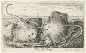 Três raios na praia
Raja. La Raye. (título sobre o objecto)
Peixes e outros animais marinhos - água salgada segunda série (título da série)
Poissons de mer (título da série) de Albert Flamen