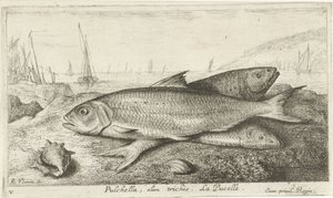 Três peixes na praia Pulchella, olim trichis. La Pucelle. (título no objeto) Peixes e outras criaturas marinhas - primeira série de água salgada (título da série) Diverse Especes de Poissons de mer (título da série)