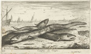 Três enguias do mar na praia Congresso Le Congresso. (título no objeto) Peixes e outras criaturas marinhas - primeira série de água salgada (título da série) Diverse Especes de Poissons de mer (título da série) de Albert Flamen