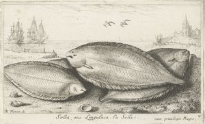 Três solas na praia Solea siue Lingulaca. La Solle. (título no objeto) Peixes e outras criaturas marinhas - terceira série de água salgada (título da série) Poissons de mer (título da série) de Albert Flamen