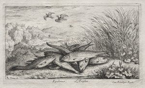Peixes de Água Doce, Parte II: Epelanus, L