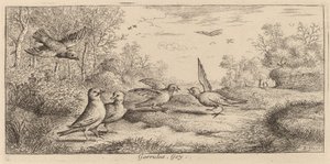 Garrulus, O Jay de Albert Flamen