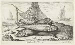 Arenque numa rede de pesca
Halec, Le Harang. (título sobre o objecto)
Peixes e outros animais marinhos - água salgada segunda série (título da série)
Poissons de mer (título da série)