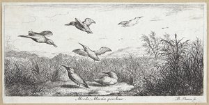 O Rei Pescador (Alcedo) de Albert Flamen