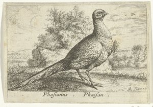 Landschap conheceu fazant Faisão Faisão. (título no objeto) Treze pássaros (título da série) Diferentes Espécies de Aves (título da série)