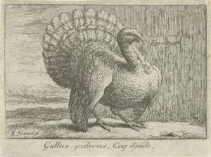 Landschap com Kalkoen Gallus indicus, Coq d