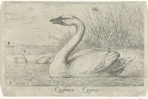Paisagem com cisne
Cygnus. Cygnus. (título sobre o objecto)
Treze espécies de aves (título da série)
Diuersae Auium Specie (título da série) de Albert Flamen