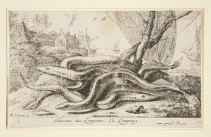 Muraena ou Lampetra. La Lamproye de Albert Flamen