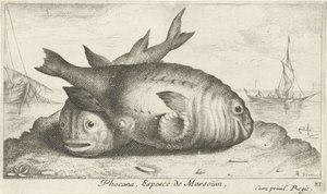 Dois botos na praia
Phocana, Espesce de Marsoüin, (título sobre o objecto)
Peixes e outros animais marinhos - terceira série de água salgada (título da série)
Poissons de mer (título da série) de Albert Flamen