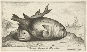 Dois botos na praia Phoca Na, Espèce de Marsoüin, (título no objeto) Peixes e outras criaturas marinhas - terceira série de água salgada (título da série) Poissons de mer (título da série)