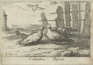 Dois pombos numa vedação
Colombo. Pombo (título sobre o objecto)
Treze espécies de aves (título da série)
Diuersae Auium Specie (título da série) de Albert Flamen