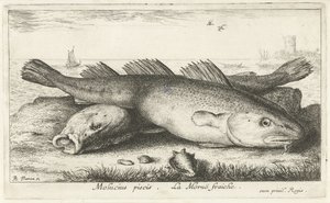 Dois kabeljouwen na praia
Molucius piscis. Le Moruë fraiche. (título sobre o objecto)
Peixes e outros animais marinhos - água salgada segunda série (título da série)
Poissons de mer (título da série) de Albert Flamen