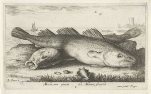 Dois bacalhaus na praia Molucius piscis. Le Morue Fraiche. (título no objeto) Peixes e outras criaturas marinhas - segunda série de água salgada (título da série) Poissons de mer (título da série) de Albert Flamen