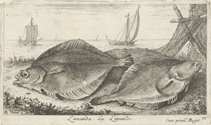 Dois dabs na praia
Limanda. La Limande. (título sobre o objecto)
Peixes e outros animais marinhos - terceira série de água salgada (título da série)
Poissons de mer (título da série) de Albert Flamen
