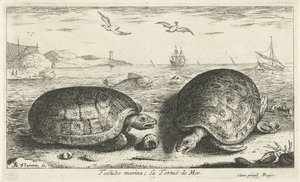 Duas tartarugas na praia
Testudo marina; La Tortuë de Mer (título sobre o objecto)
Peixes e outros animais marinhos - água salgada segunda série (título da série)
Poissons de mer (título da série) de Albert Flamen